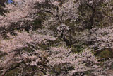 種蒔ザクラ