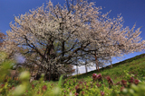 お達磨の桜