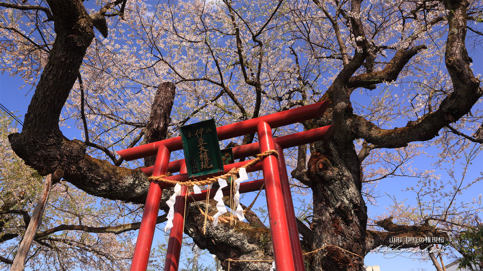 伊豆の権現桜