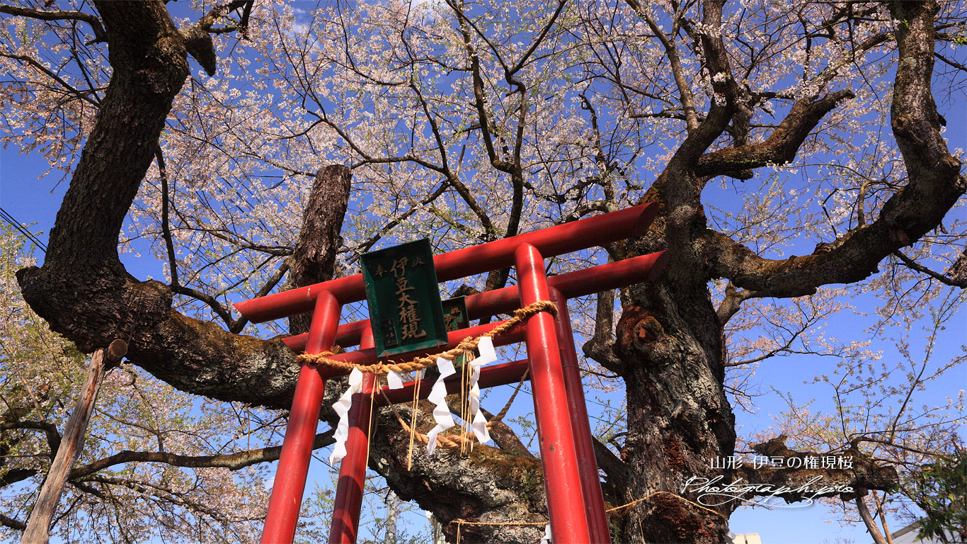 伊豆の権現桜 壁紙