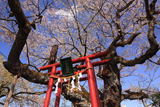 伊豆の権現桜