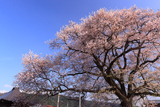 称名寺阿弥陀堂の桜