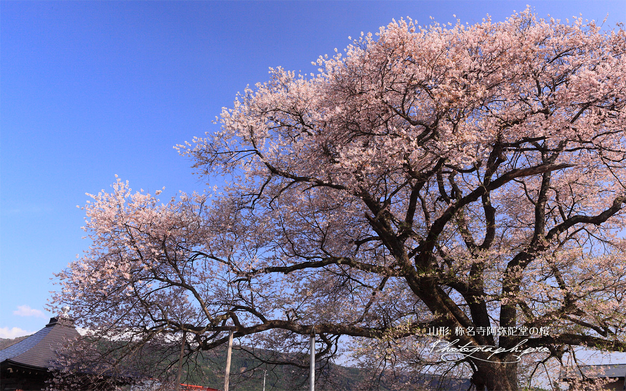 称名寺阿弥陀堂の桜 壁紙