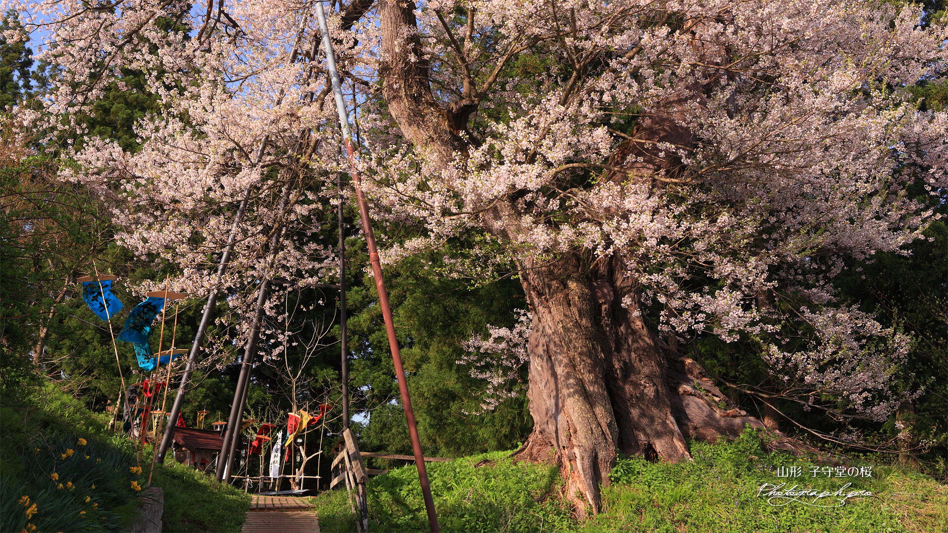 子守堂桜