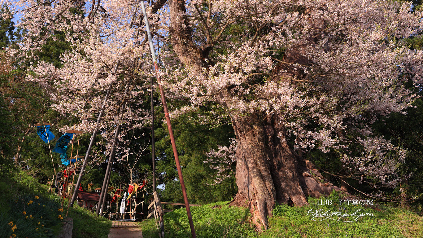 子守堂桜 壁紙