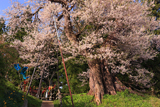 子守堂桜
