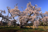 山口奨学桜 満開