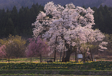 十二の桜