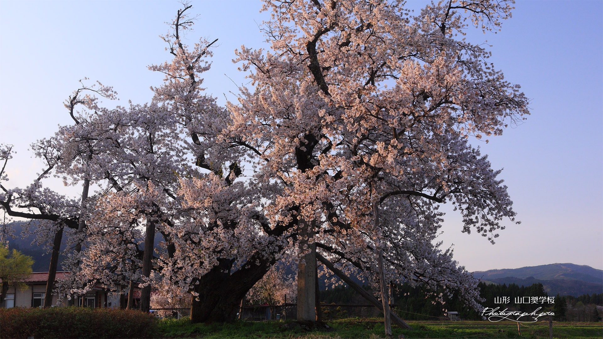 山口奨学桜 夕煌