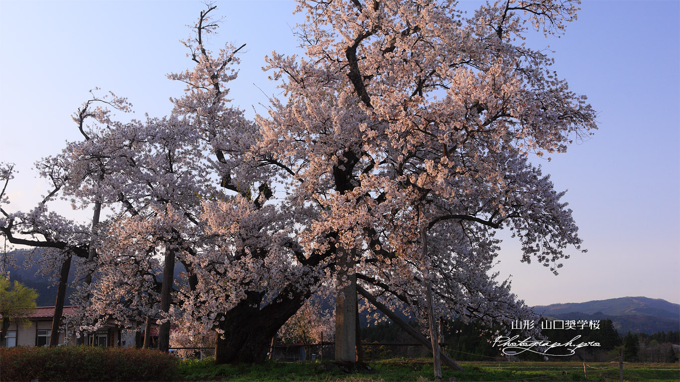 山口奨学桜 夕煌 壁紙