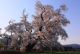 山口奨学桜 夕煌