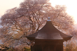 称名寺阿弥陀堂の桜