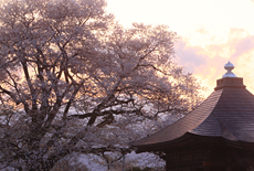 称名寺阿弥陀堂の桜