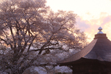 称名寺阿弥陀堂の桜