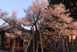 薬師桜