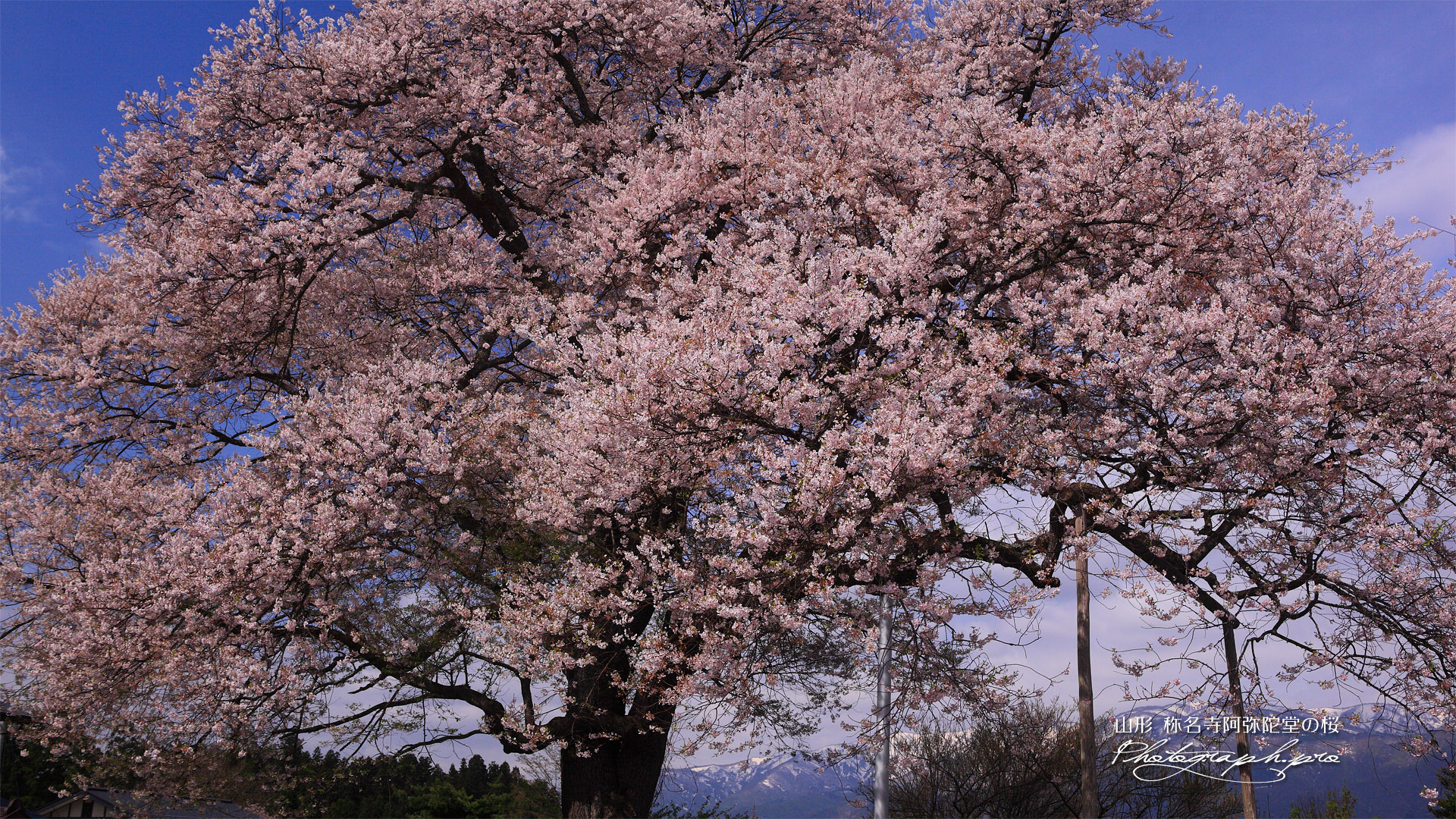 称名寺阿弥陀堂の桜