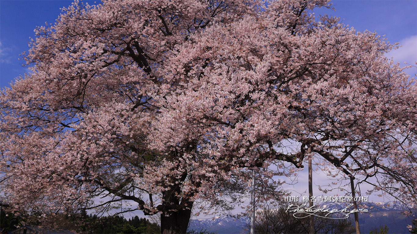 称名寺阿弥陀堂の桜 壁紙