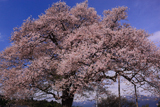 称名寺阿弥陀堂の桜