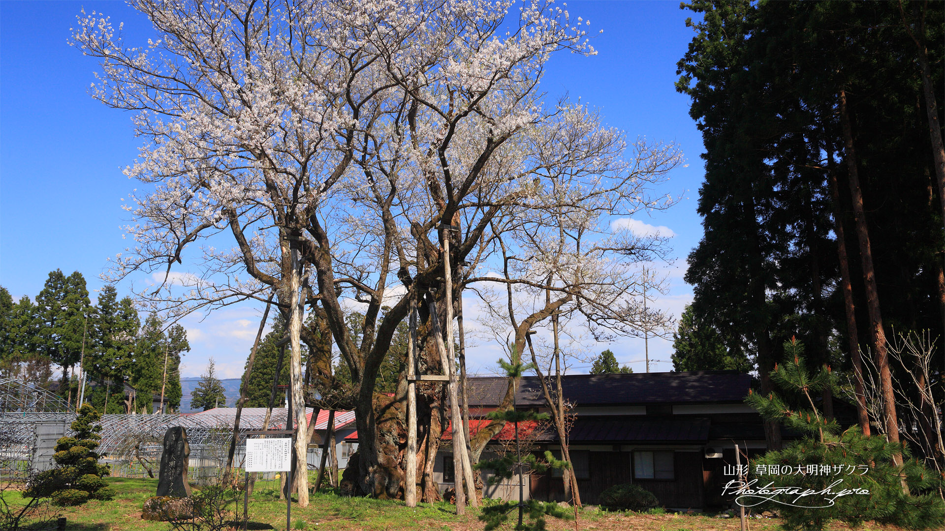 草岡の大明神桜