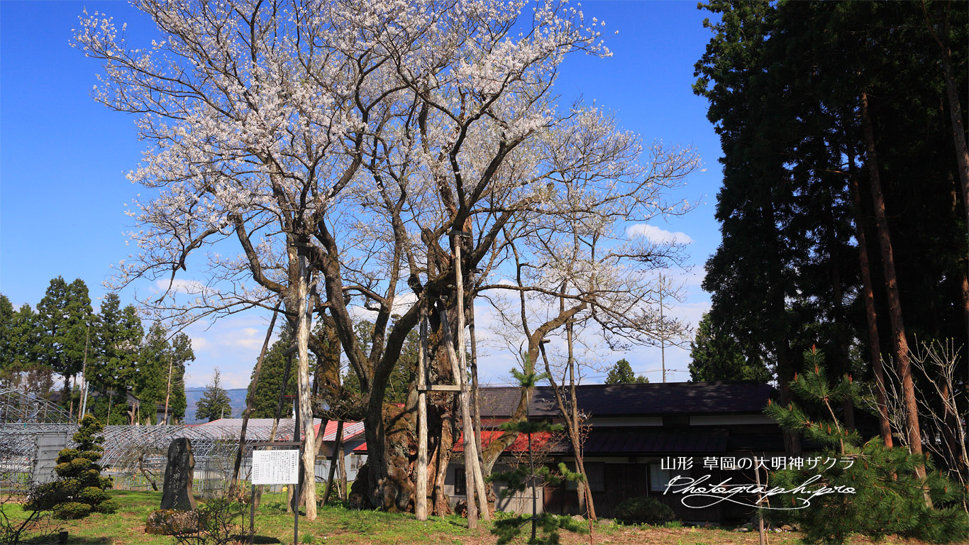 草岡の大明神桜 壁紙