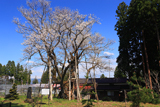 草岡の大明神桜