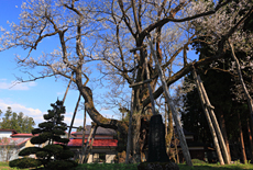 草岡の大明神ザクラ
