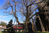 草岡の大明神ザクラ