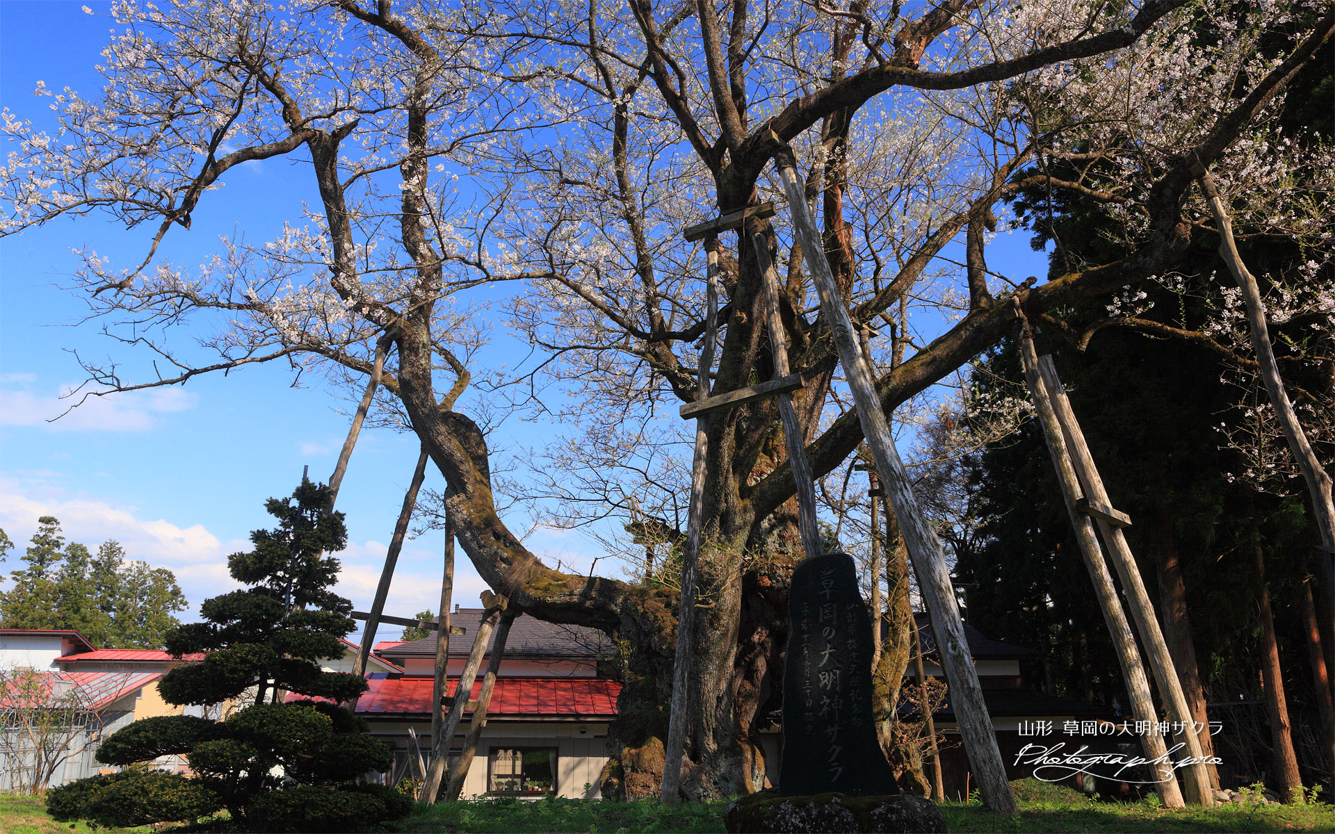 草岡の大明神ザクラ