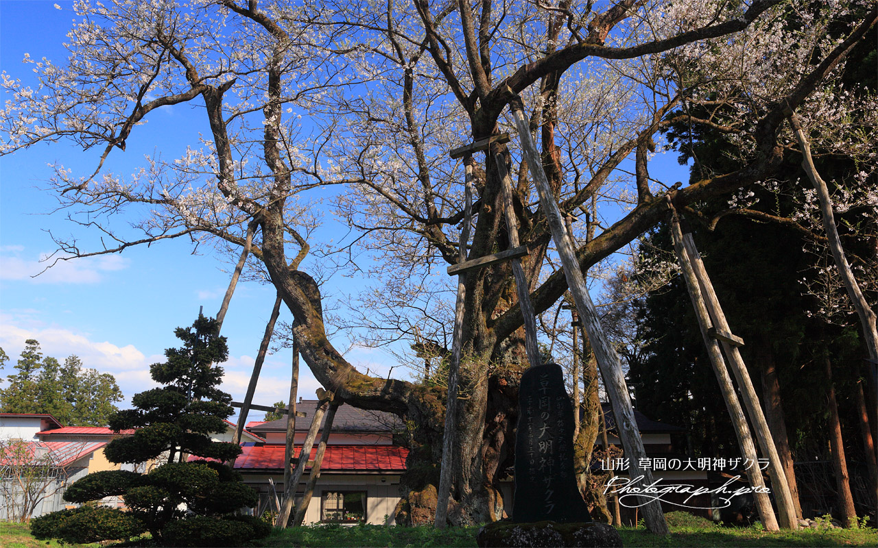 草岡の大明神ザクラ 壁紙