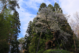 赤坂の薬師桜