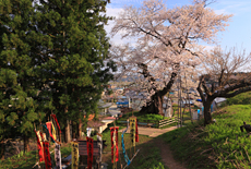 子守堂の桜