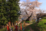 子守堂の桜