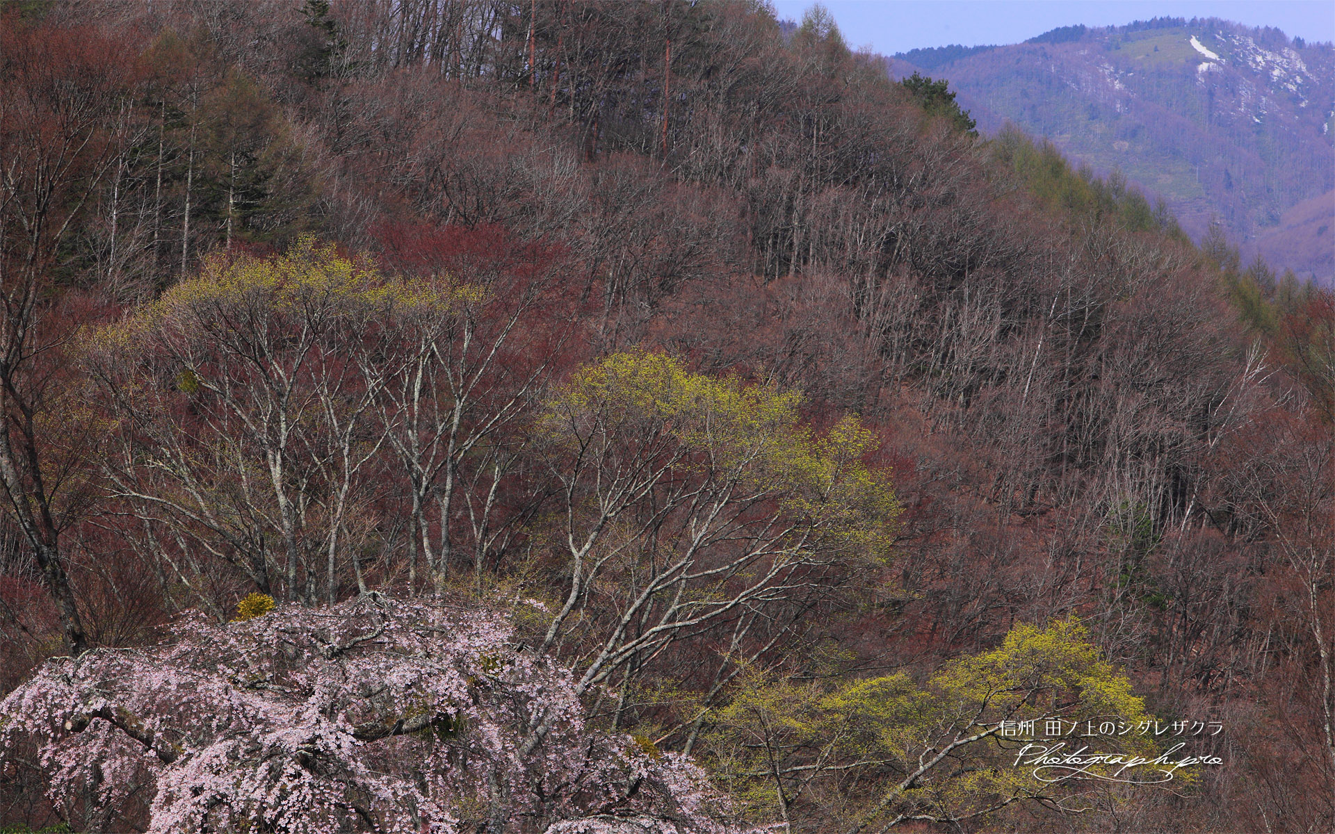 田ノ上の枝垂れ桜