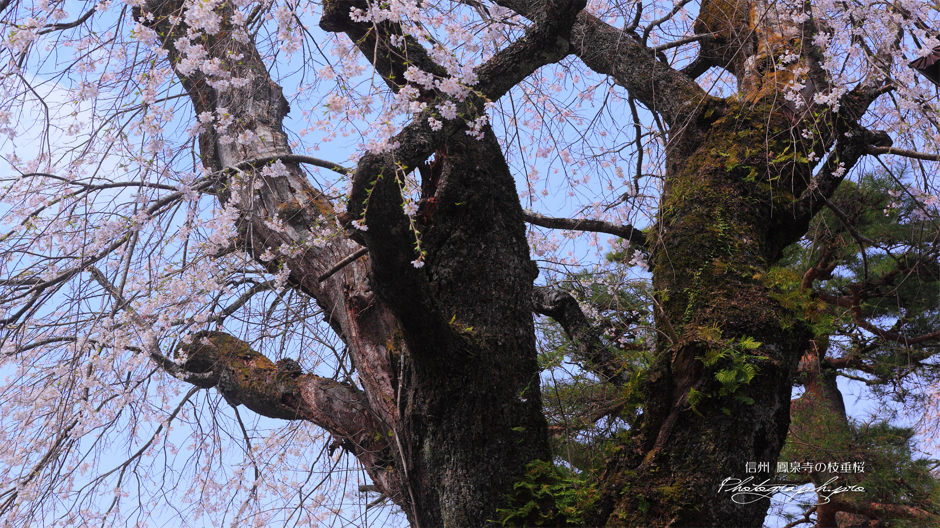 鳳泉寺の枝垂桜