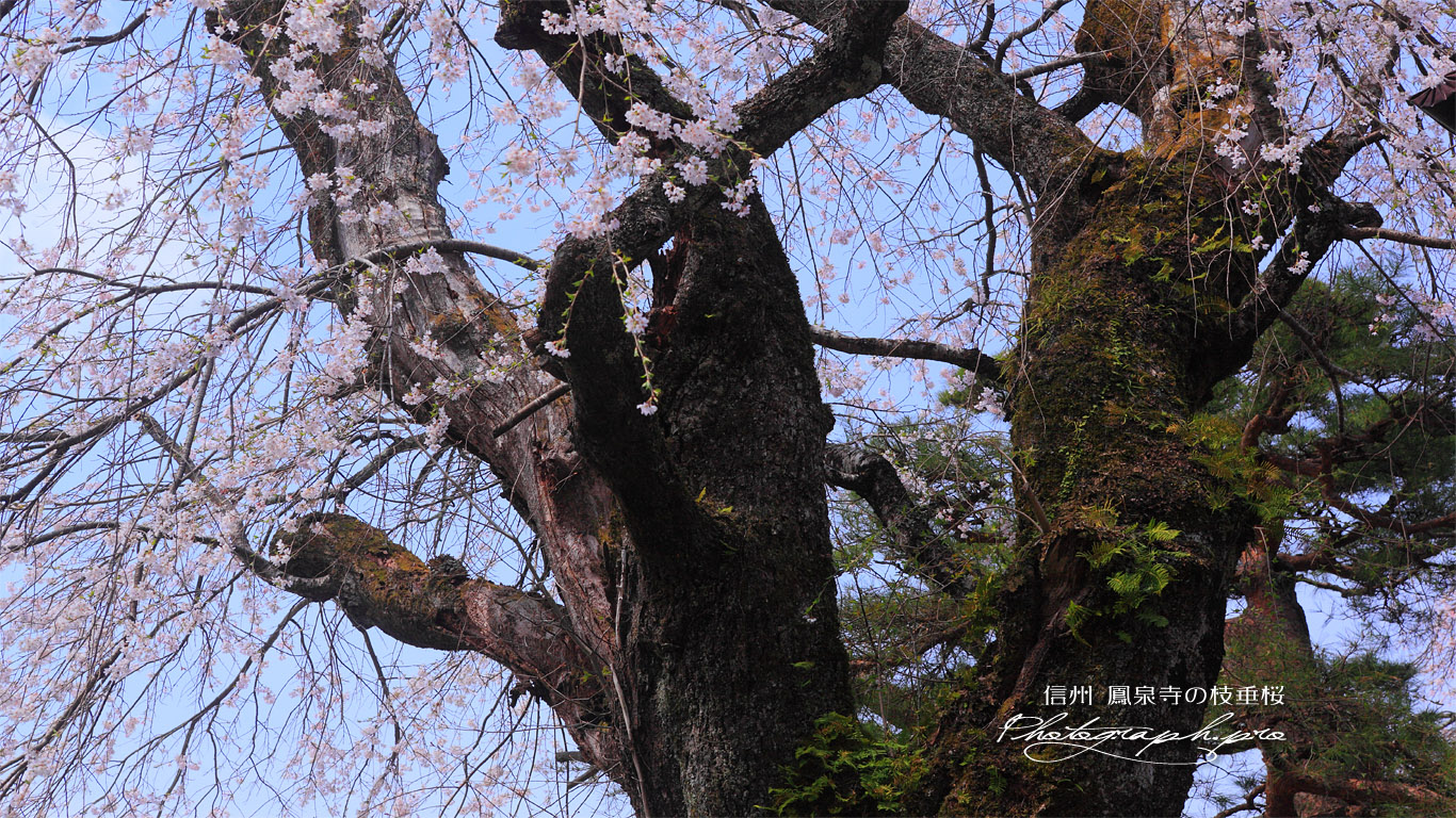 鳳泉寺の枝垂桜 壁紙