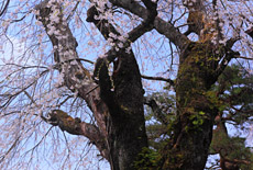 鳳泉寺の枝垂桜