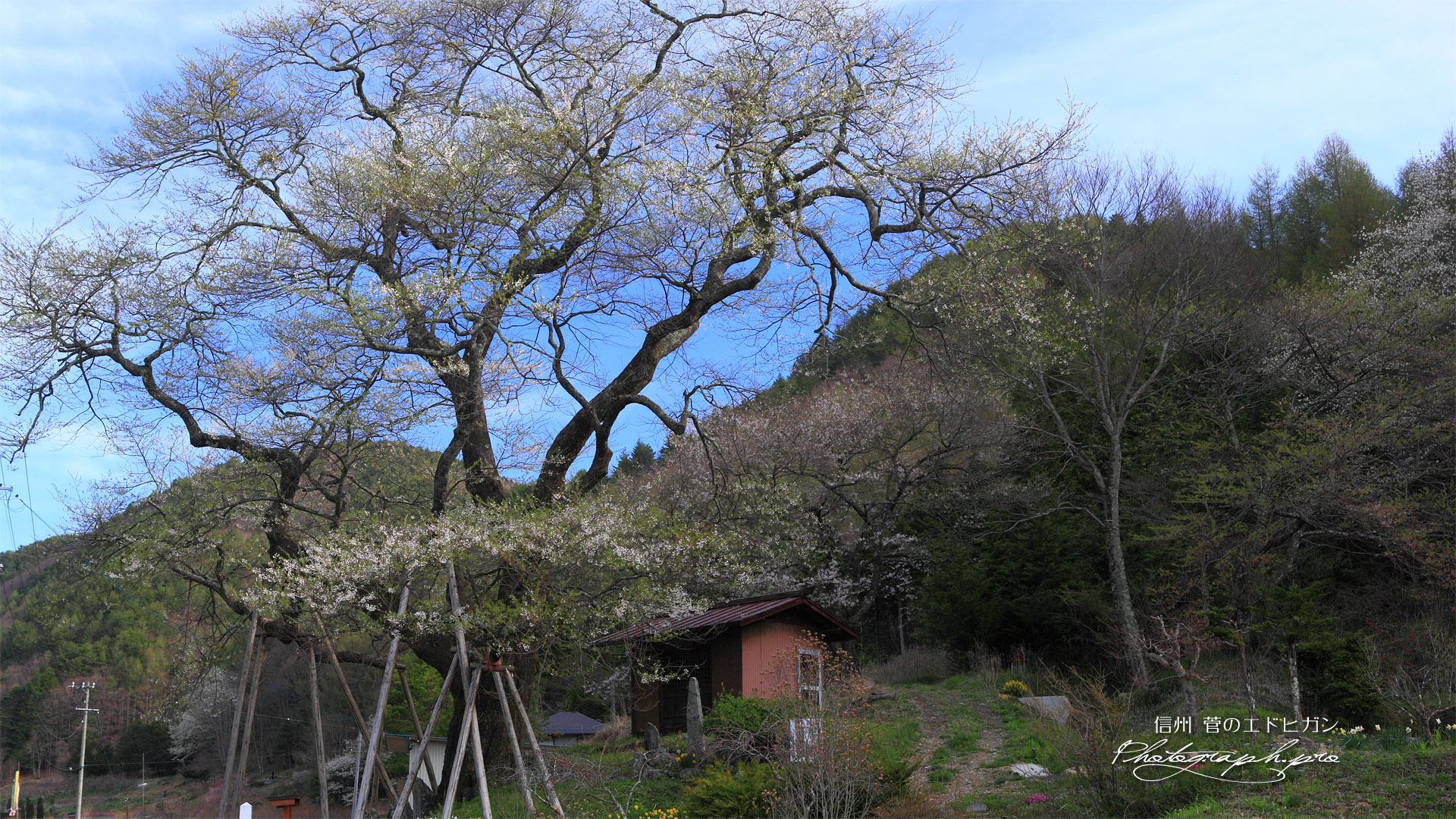 街道脇に立つ菅のエドヒガン