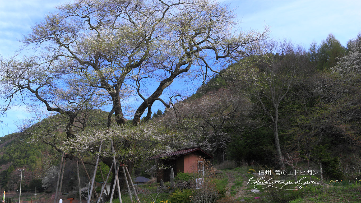 街道脇に立つ菅のエドヒガン 壁紙