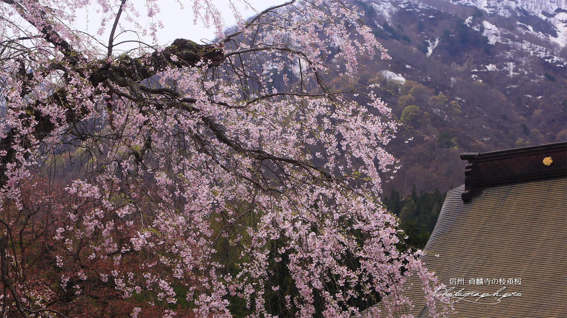貞麟寺の枝垂桜