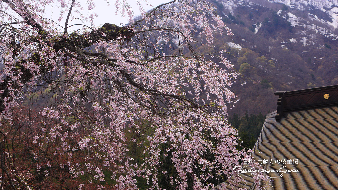 貞麟寺の枝垂桜 壁紙