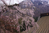 貞麟寺の枝垂桜