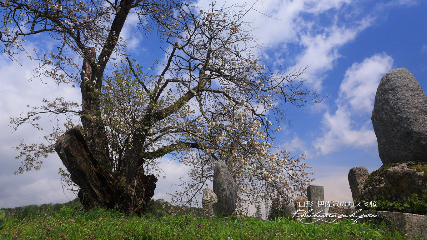 下伊佐沢のカスミ桜 壁紙