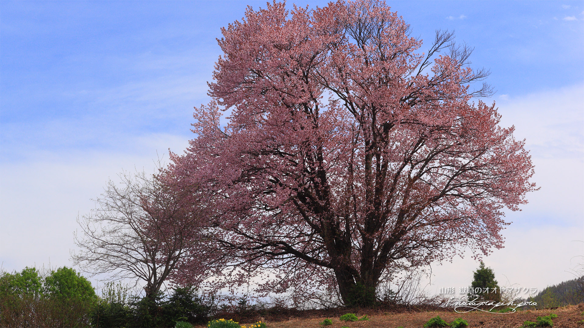 嶽原の一本桜