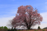 嶽原の一本桜