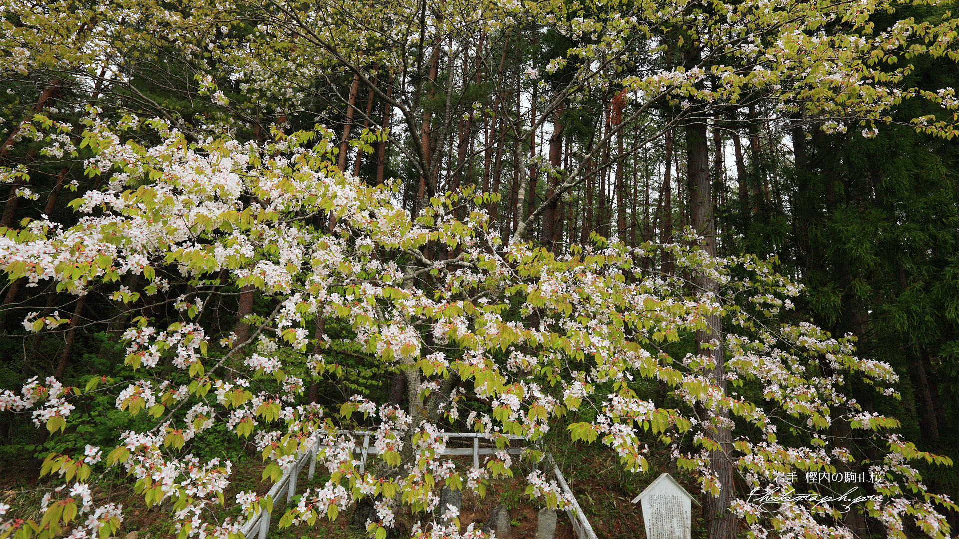 駒止桜