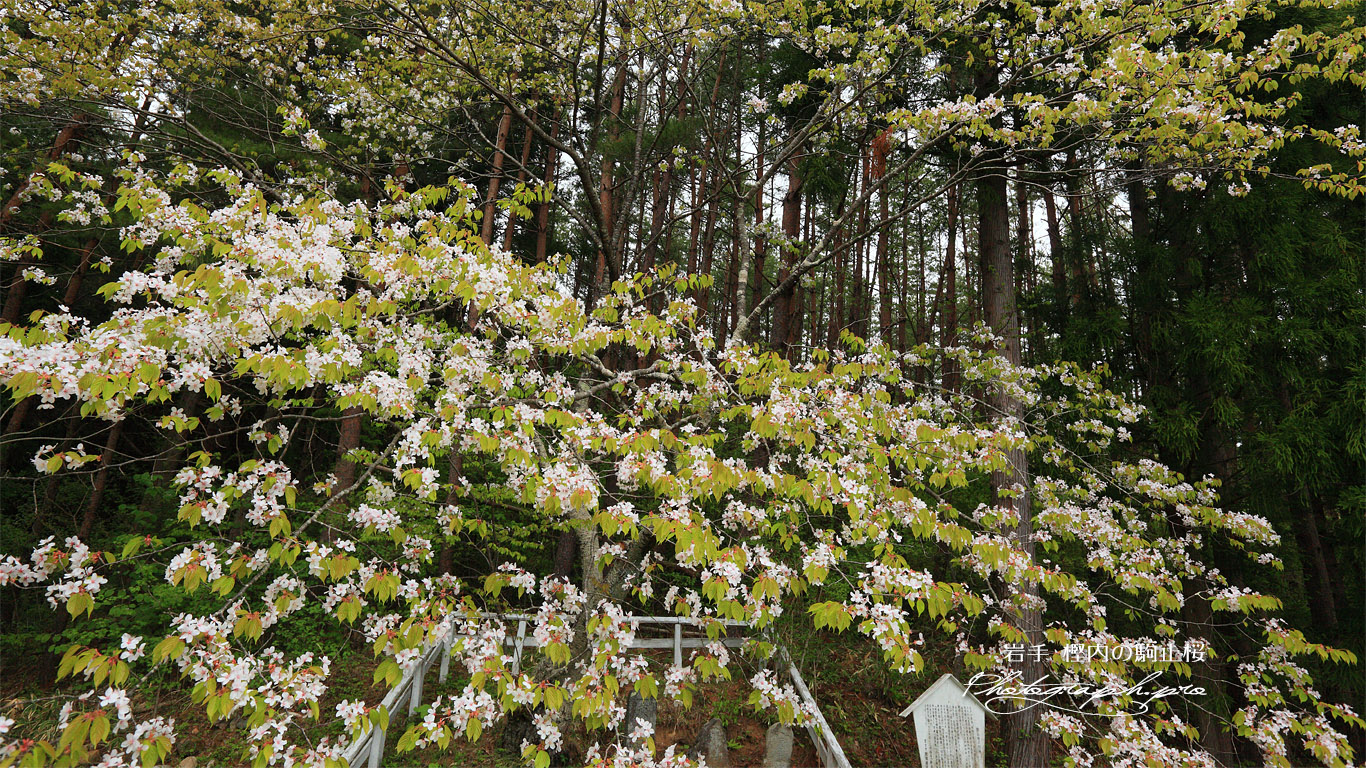 駒止桜 壁紙
