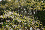 駒止桜