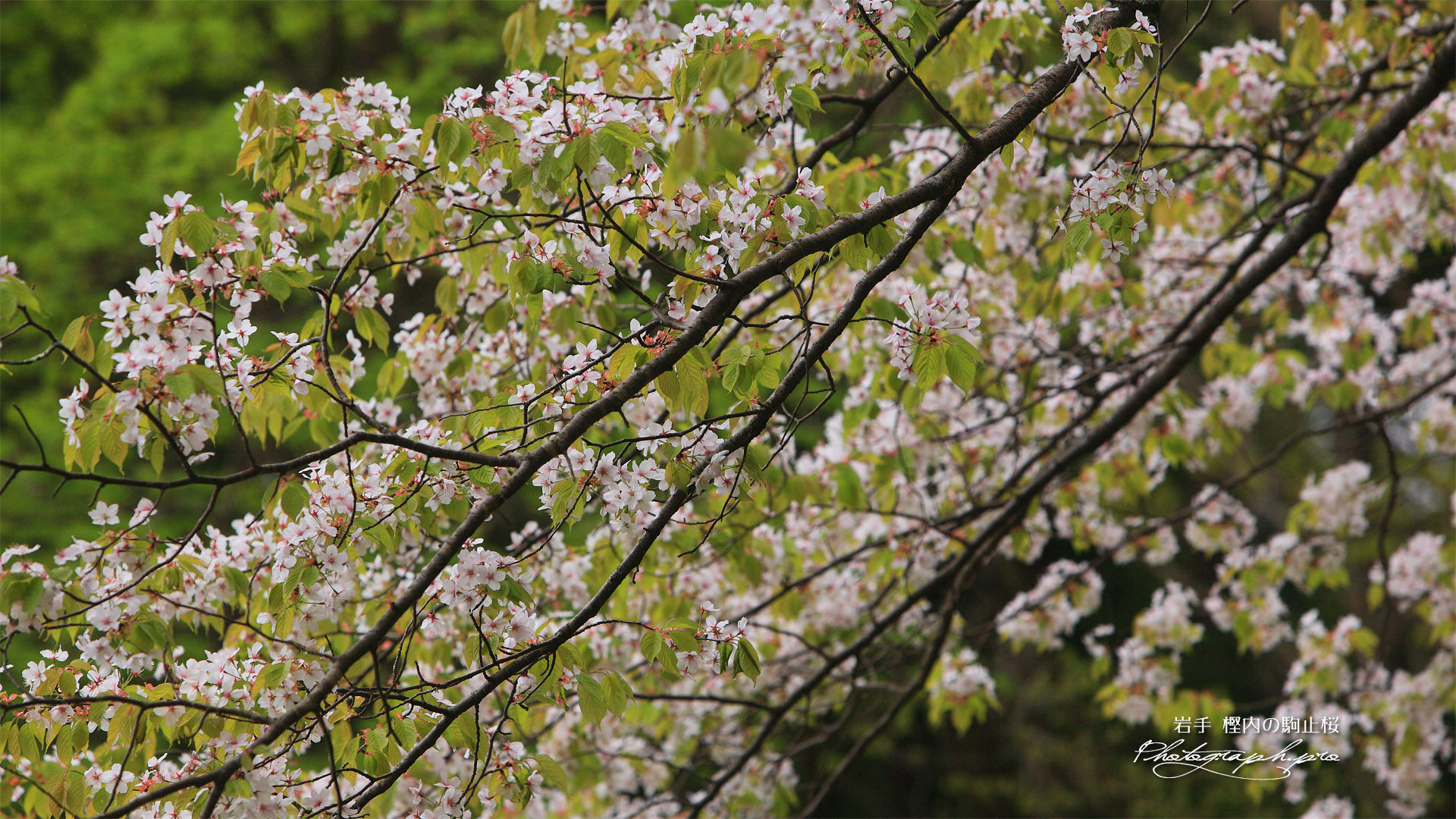 樫内の駒止桜