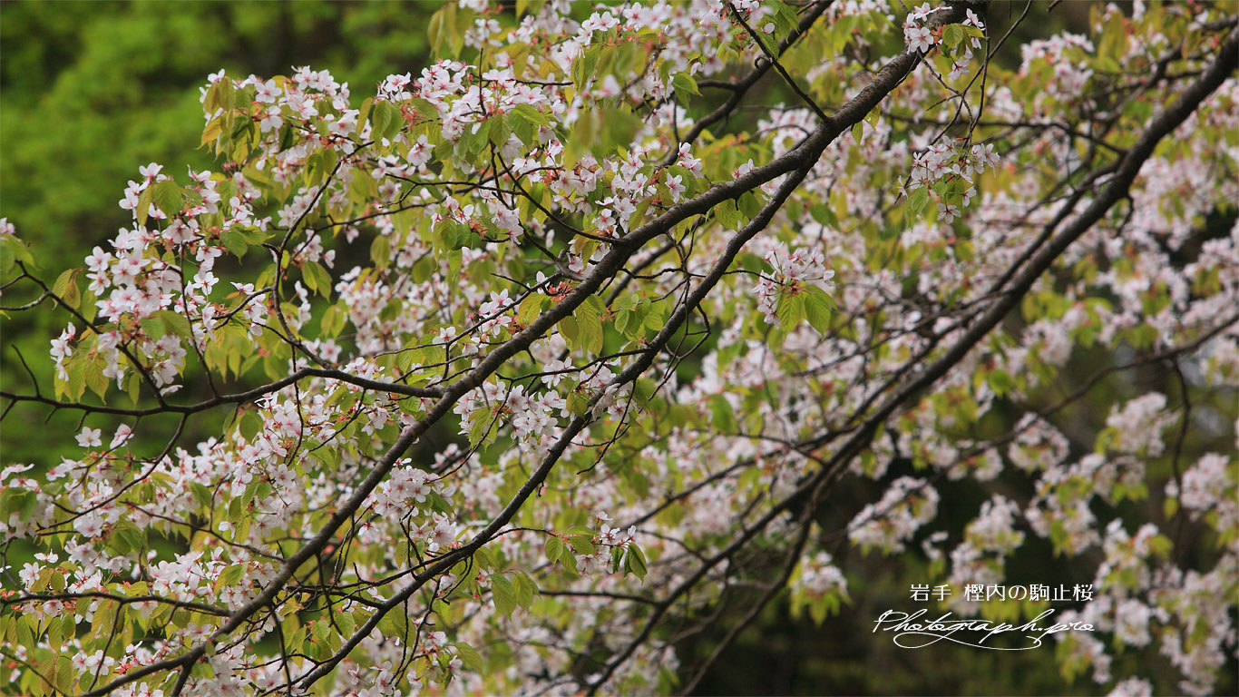 樫内の駒止桜 壁紙