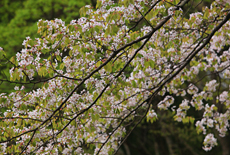 樫内の駒止桜